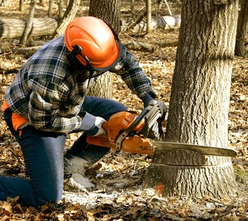 Tree Removal in Draper, SD